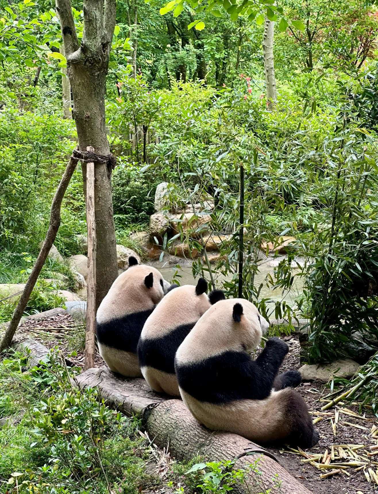 Tianfu Rongcheng | Comprehensive Guide to Chengdu Panda Cultural Cuisine
